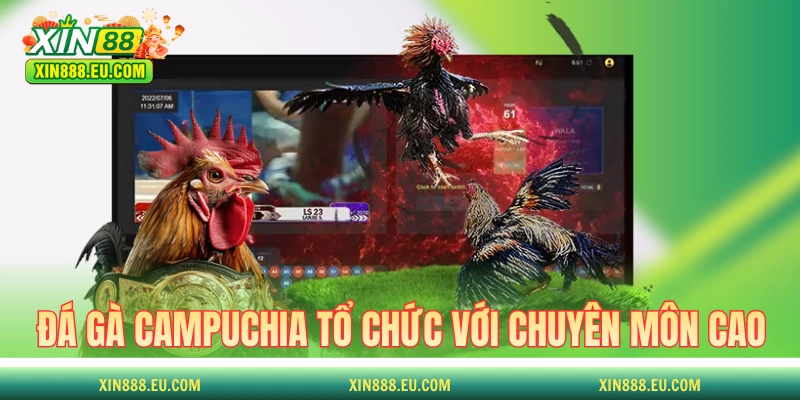 Đá gà Campuchia được tổ chức với chuyên môn cao