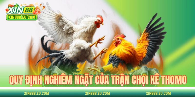 Quy định nghiêm ngặt của các trận chọi kê Thomo