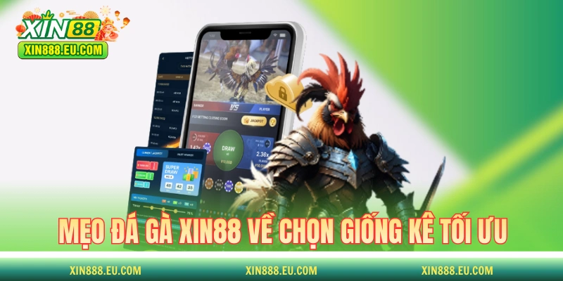 Mẹo đá gà XIN88 về chọn giống kê tối ưu